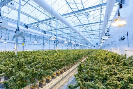 Marijuana growing in a commercial greenhouse